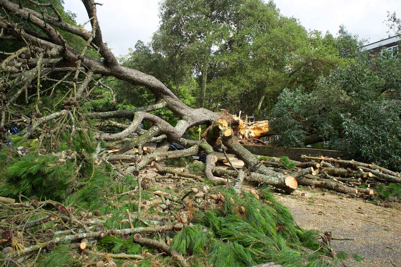 Scott, LA Tree Service Company